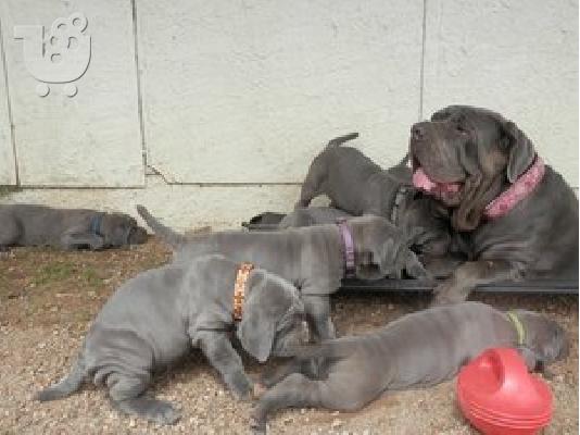 PoulaTo: nea politan mastiff